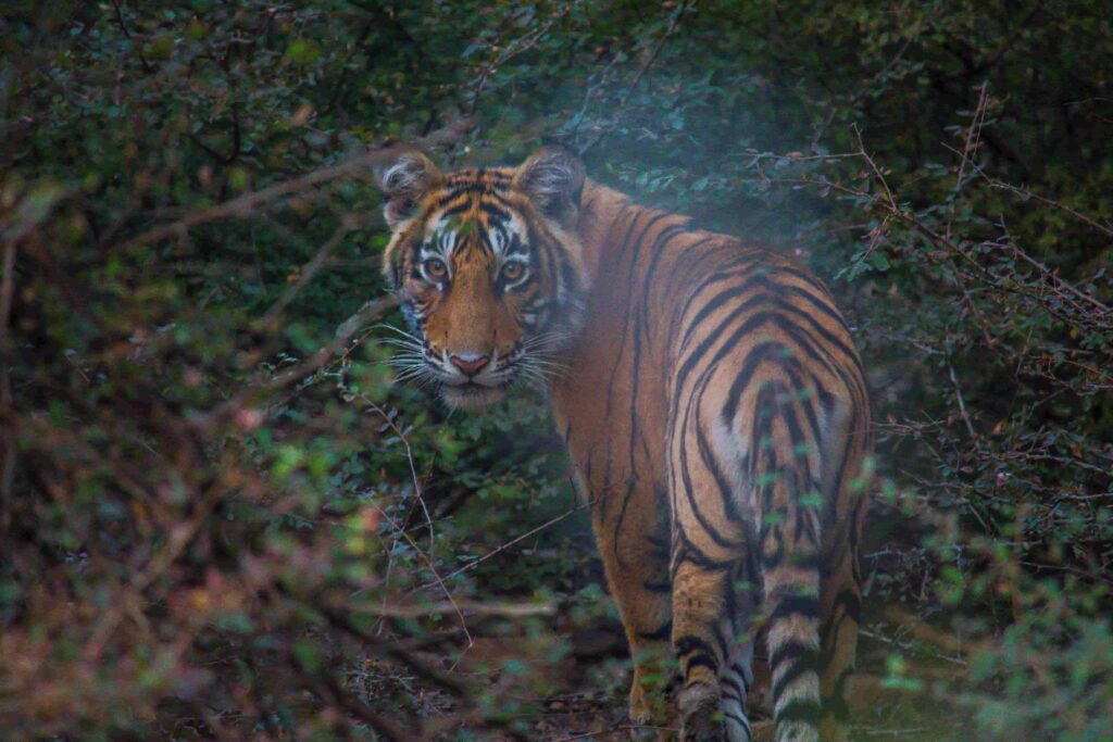 tiger in Ranthambore  safari 