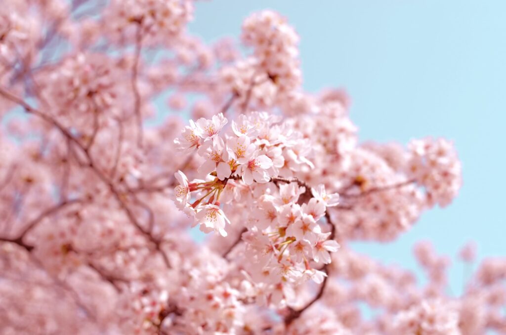 Cherry blossom in Kyoto 