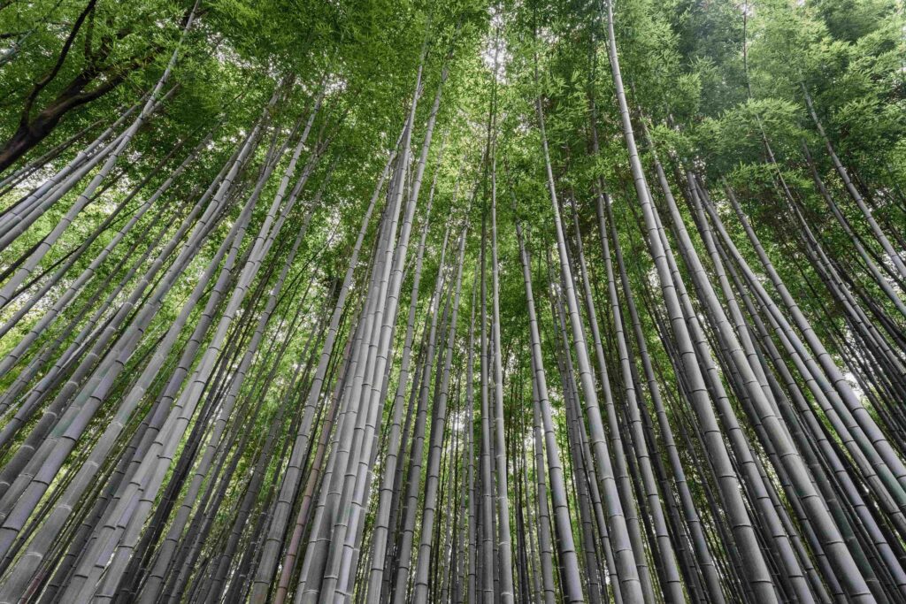 Kyoto's Bamboo Forest