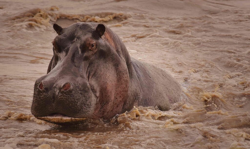 Hippo from Serengeti National Park, Tanzania