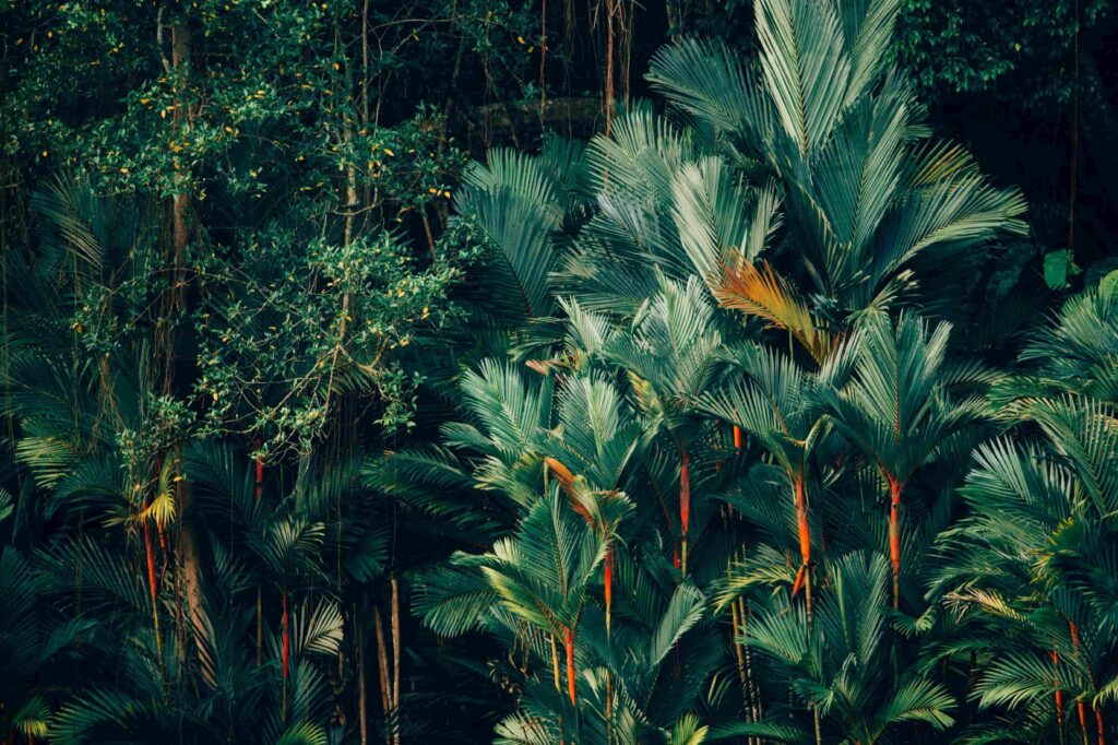 Forest in Tikal 