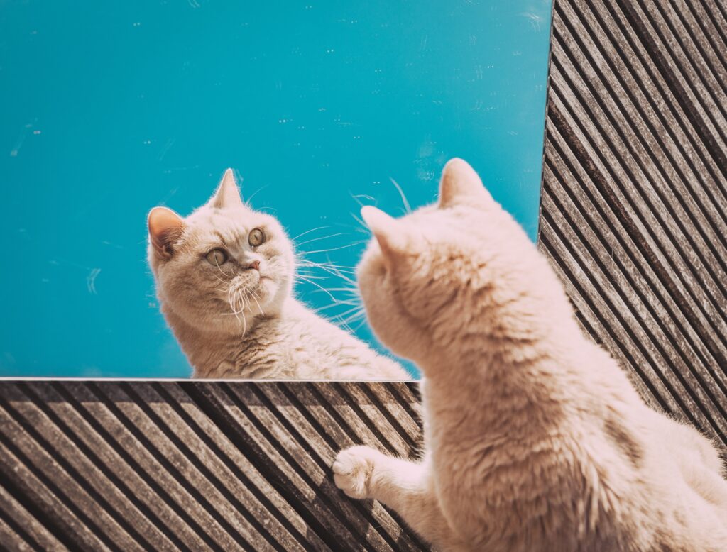 a  cat looks in a mirror, viral meme 