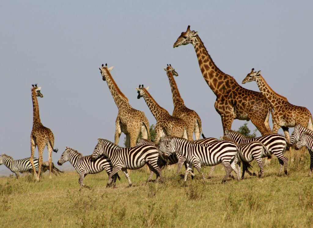 Giraffe & zebra in Maasai safari 