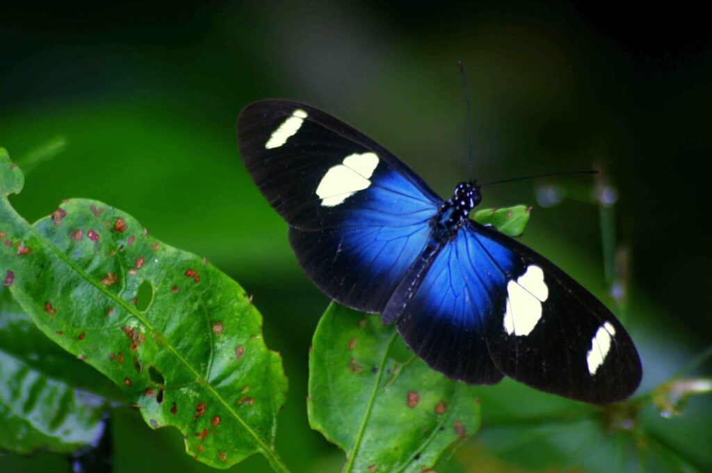 Amazon butterfly 