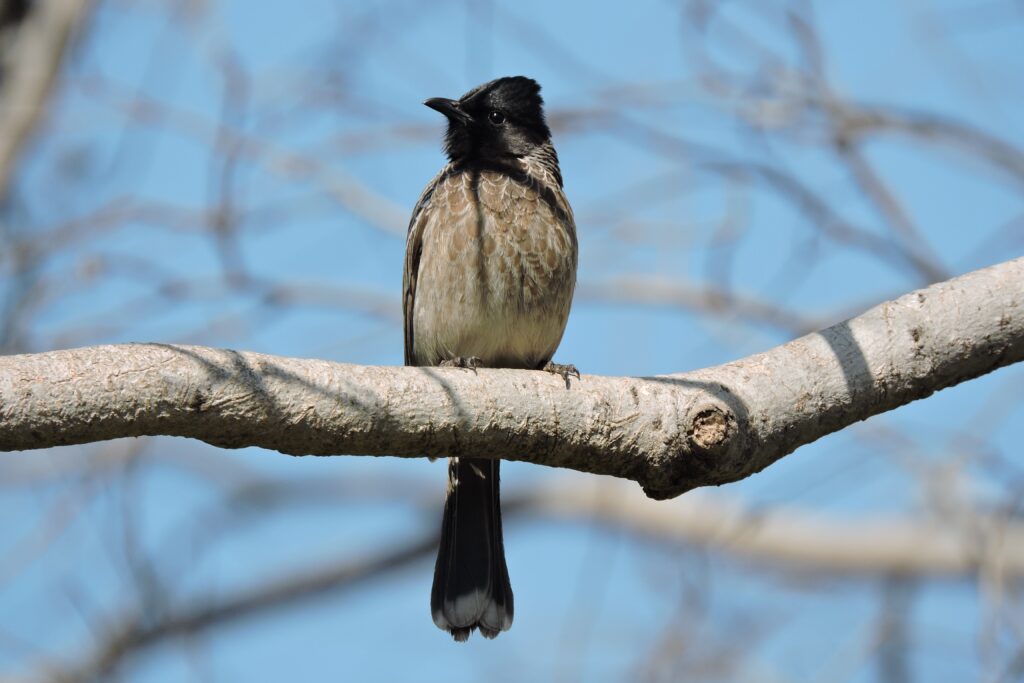 bird at Ranthambore safari 