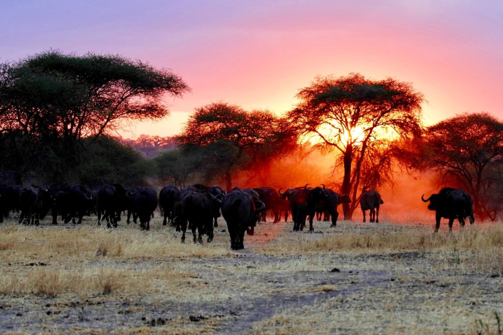 Bison group in Serengeti National Park, Tanzania