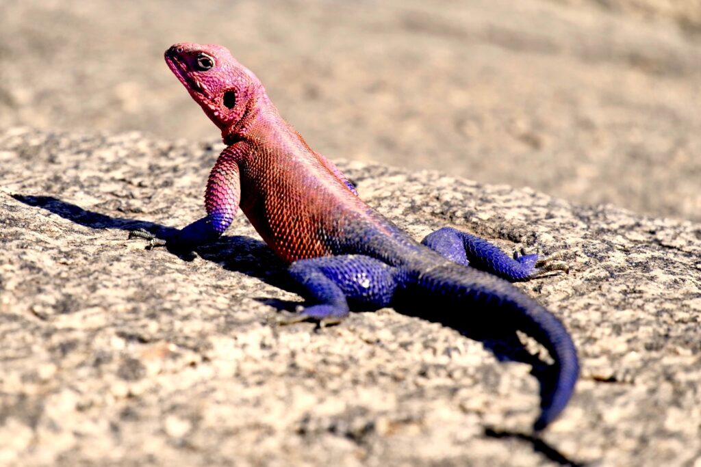 Red & blue lizard from Serengeti National Park, Tanzania