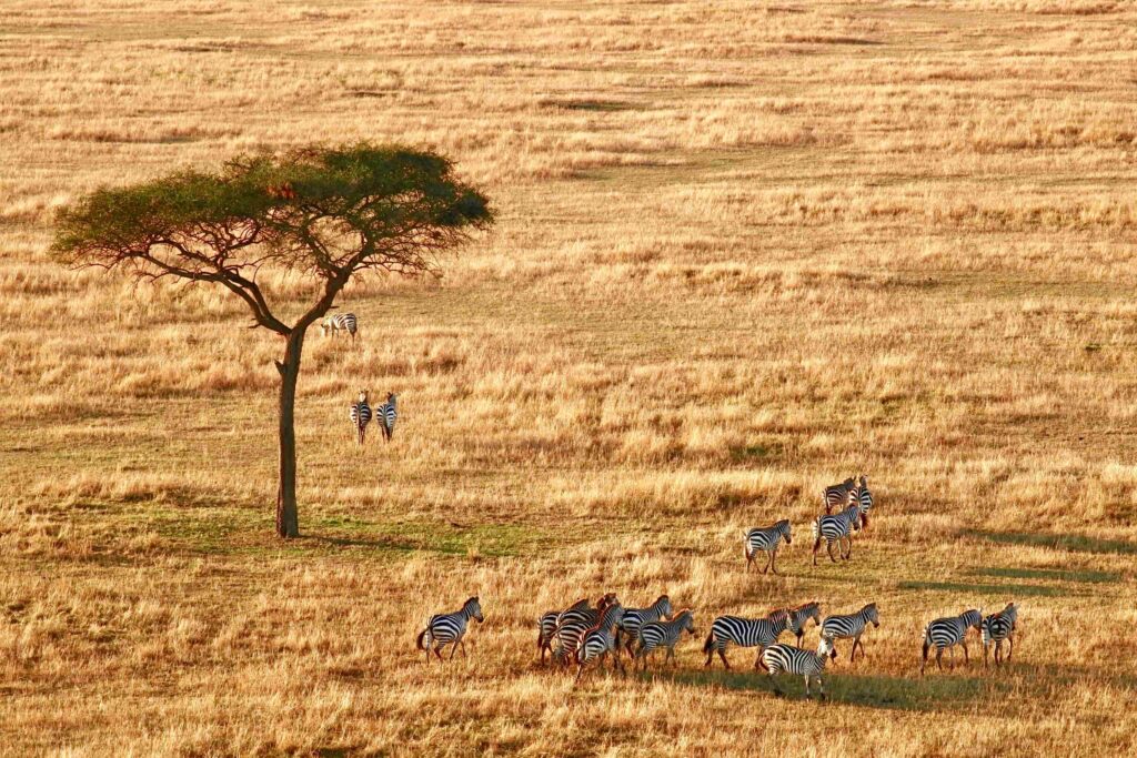 Zebra group in Serengeti National Park, Tanzania