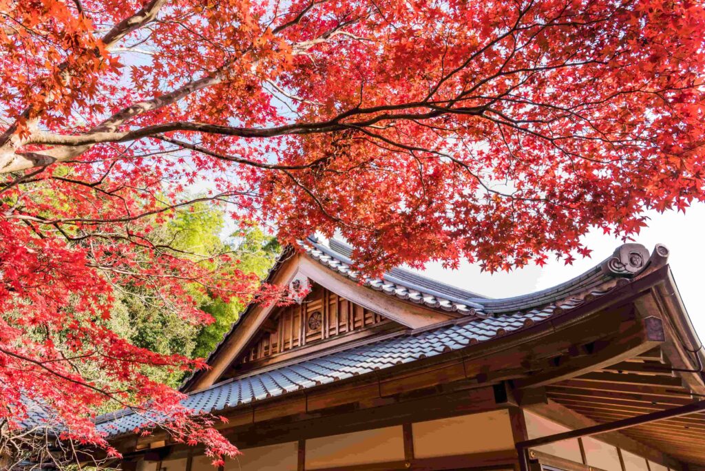 Cherry Blossom, Kyoto, Japan  