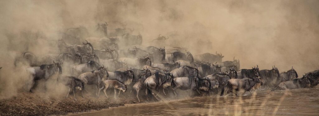 Wildlife safari in kenya