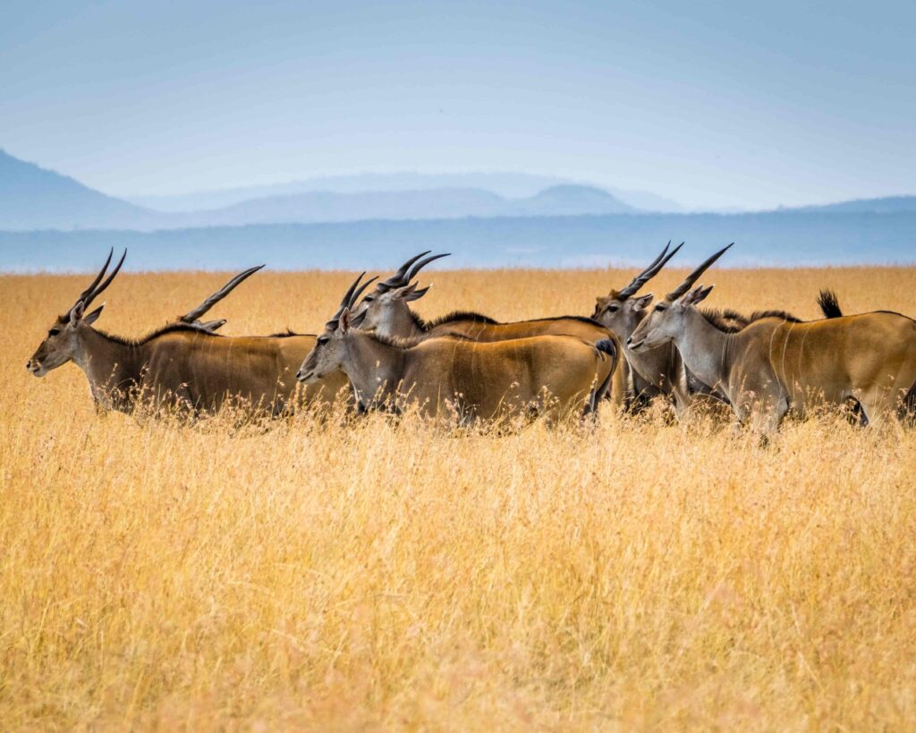 Wild life in kenya