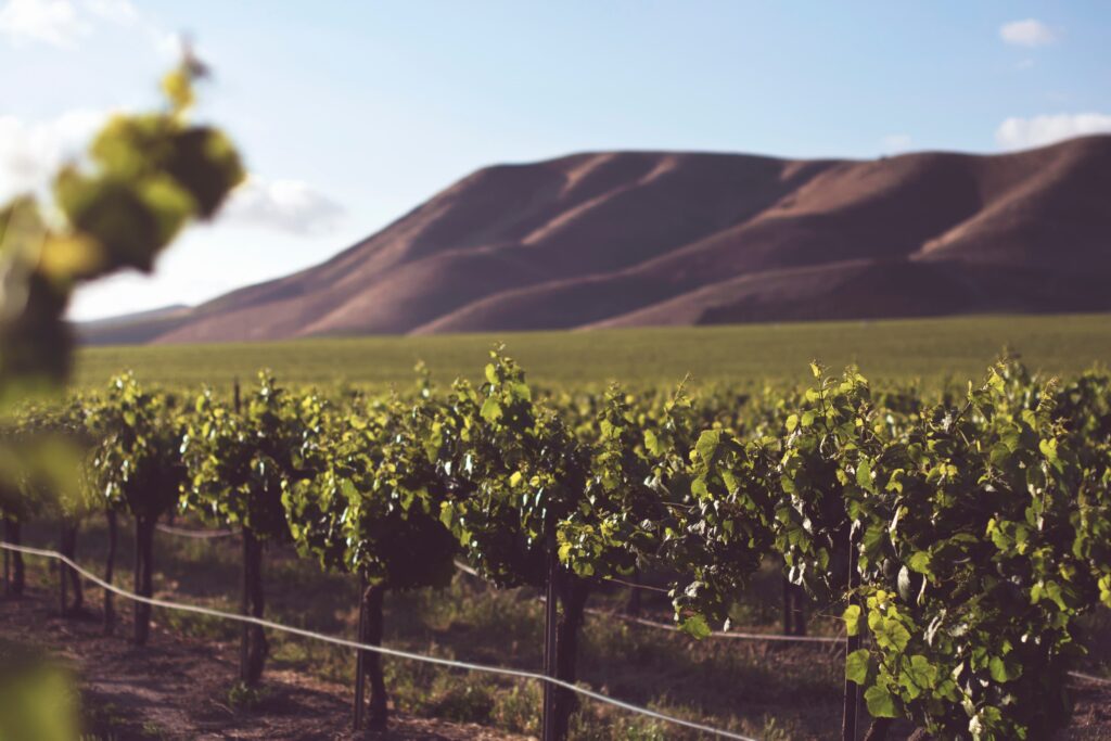 Grape vineyards