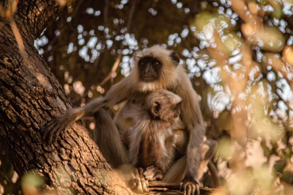 monkey mother & child at Ranthambore  safari 